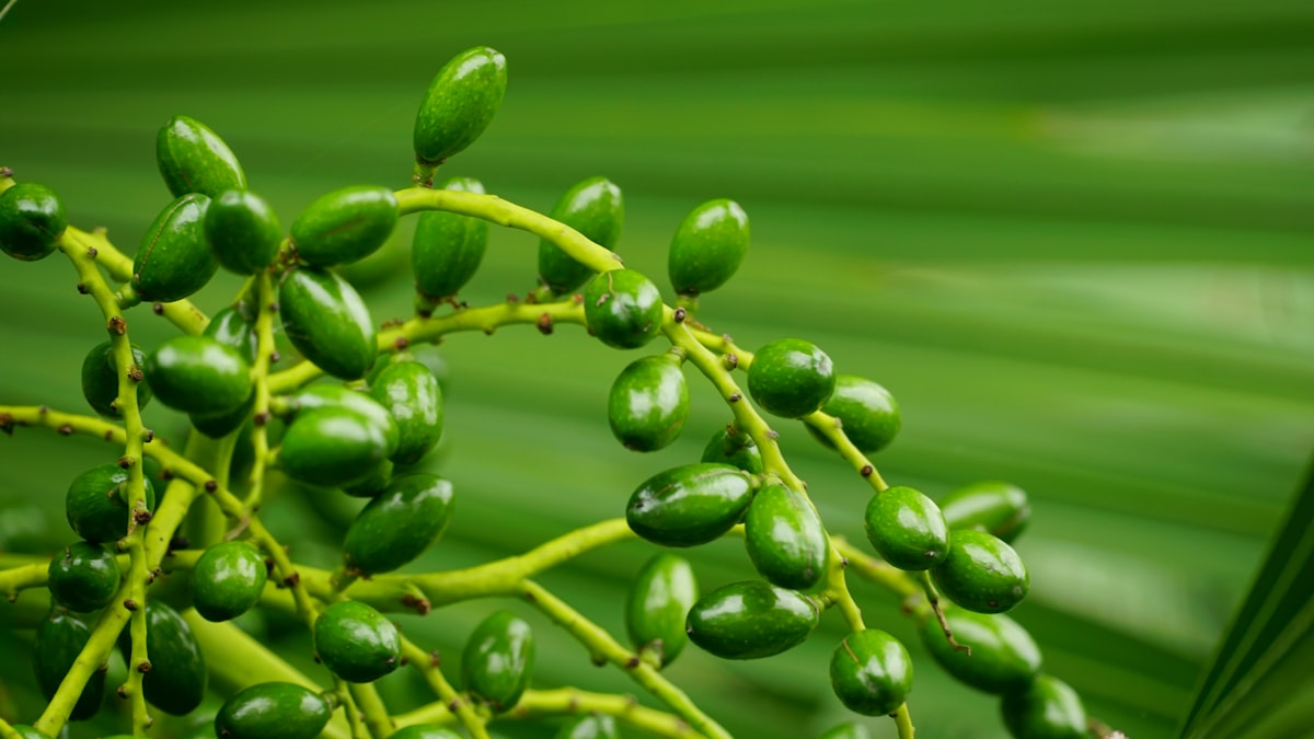 Herbal Vitality Complex